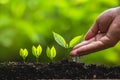 Growing trees leader trees Planting trees Save world concept Royalty Free Stock Photo