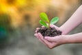 Growing trees love the world with our hands .Beautiful exuberance Royalty Free Stock Photo