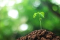 Growing trees from seeds grown in the ground amidst the natural background. Sprouting green leaves tree in the concept of starting