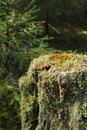 Growing Trumpet lichen on a tree stump in the forest Royalty Free Stock Photo