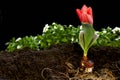 Growing Tulip Royalty Free Stock Photo