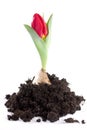 Growing Tulip Royalty Free Stock Photo