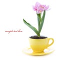 Growing tulip in a cup Royalty Free Stock Photo