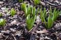 Growing Tulip In The Ground