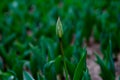 A growing tulip flower