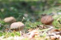 Growing two ceps close-up Royalty Free Stock Photo