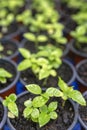 Growing two week germination pots of purple passion fruit vine sprouts, species Passiflora edulis,