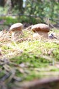 Growing two white ceps Royalty Free Stock Photo