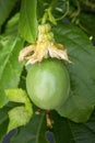 Growing unripe purple passion fruit in vine, species Passiflora edulis, commonly used as garden ornamental climber Royalty Free Stock Photo