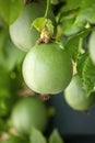 Growing unripe purple passion fruit in vine, species Passiflora edulis, commonly used as garden ornamental climber Royalty Free Stock Photo