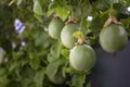 Growing unripe purple passion fruit in vine, species Passiflora edulis, commonly used as garden ornamental climber. Royalty Free Stock Photo