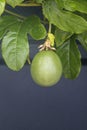 Growing unripe purple passion fruit in vine, species Passiflora edulis, commonly used as garden ornamental climber. Royalty Free Stock Photo