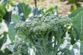 Growing up broccoli at the garden