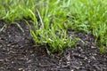 Growing up grass seeds Royalty Free Stock Photo