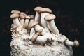 Growing up king oyster mushrooms on mycelium, home fungiculture and farming Royalty Free Stock Photo