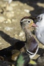 Growing up - Mandarin duck with mouth full of mud Royalty Free Stock Photo