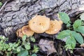 A family of honey agaric  Kuehneromyces mutabilis   grows on a fallen tree. Royalty Free Stock Photo