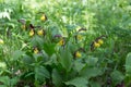 Growing up in the shadow of the Bush of rare specieswild yellow orchids grandiflora Lady`s Slipper Cypripedium calceolus