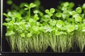 Growing useful organic microgreens in small boxes at home