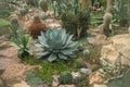 growing variety of succulents