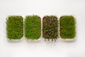 Growing various micro-green plants at home