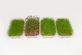 Growing various micro-green plants at home in phytolamp light