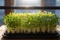 Growing various microgreens at home, hydroponic system. Eco-friendly food Royalty Free Stock Photo