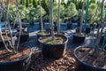 Growing various trees and plants in large pots in nature. Royalty Free Stock Photo