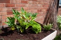 Growing veg in containers Royalty Free Stock Photo