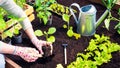 Growing vegetable crops in wooden raised beds in the spring season in a personal farm. Gardener`s gloved hands plant a sprout in