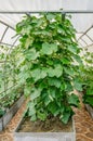 Growing vegetables in the greenhouse in the country. High ridge for planting vegetables