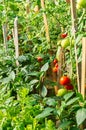 Growing vegetables in a greenhouse. Ripe tomatoes and young pepper seedlings. First spring harvest of red ripe tomatoes Royalty Free Stock Photo