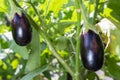 Growing vegetables in an industrial greenhouse eggplant