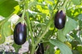 Growing vegetables in an industrial greenhouse eggplant