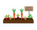 Growing vegetables and plants on one bed in the garden. Carrots, parsley, radishes, beets, onions