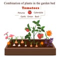 Growing vegetables and plants on one bed. Tomatoes, onions, garlic, calendula flowers and petunias