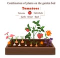 Growing vegetables and plants on one bed. Tomatoes, onions, garlic, calendula flowers and petunias.