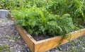 Growing vegetables on a raised wooden bed in the backyard garden, vegetable growing concept