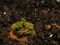 Carrot sprout, made from a piece