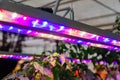 Growing vegetables under LED grow light