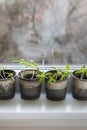 Growing vegetables on the windowsill in the house, young tomatoes in plastic cups on the window. Healthy seedlings, hobby
