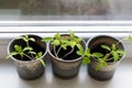 Growing vegetables on the windowsill in the house, young tomatoes in plastic cups on the window. Healthy seedlings, hobby