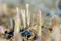 Growing a very popular and healthy variety of green asparagus on home beds