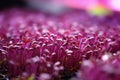 Growing vibrant organic radish microgreens in home tray for healthy eating enthusiasts