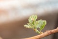 Growing vine bud in spring Royalty Free Stock Photo