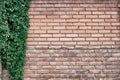 Growing Virginia creeper vines frame on old red brick wall. Green foliage on rough brickwork. Natural background, grunge texture Royalty Free Stock Photo