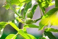 Growing walnuts in the garden. Unripe nuts in a green peel on the branches