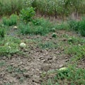 The growing water-melon in the field Royalty Free Stock Photo