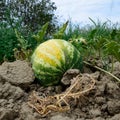 The growing water-melon in the field Royalty Free Stock Photo