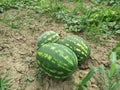 The growing water-melon in the field Royalty Free Stock Photo